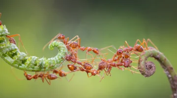 Biomimicry: mieren na-apen